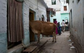 Sacrées Vaches en Inde !