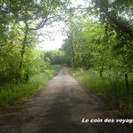 Quelles racines pour les expatriés (et les voyageurs au long cours) ?