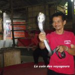 Une mélodie pour les serpents de Thaïlande