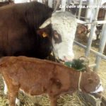 #EnFranceAussi : La ferme de Joseph à Megève