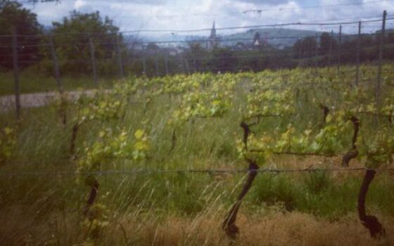 Sur la route européenne des vins de Moselle #1 : quelques photos
