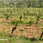 Sur la route européenne des vins de Moselle #2 : en France