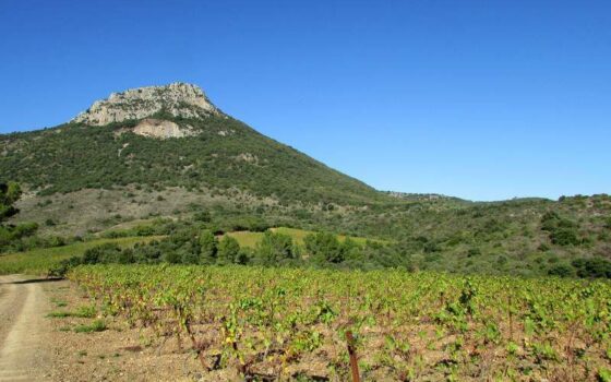 Oenotourisme dans l&rsquo;Hérault : Randonnée à Cabrières