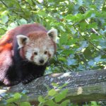 Un safari #EnFranceAussi