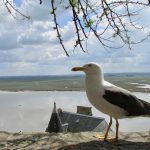 La Baie du Mont Saint Michel, une zone humide exceptionnelle #EnFranceAussi